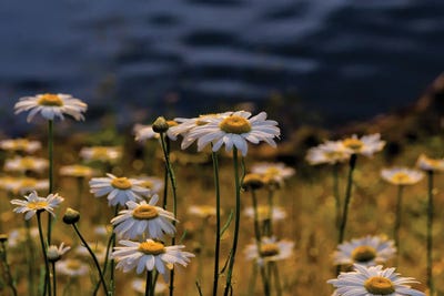 Daisy Day by David Gardiner framed canvas print