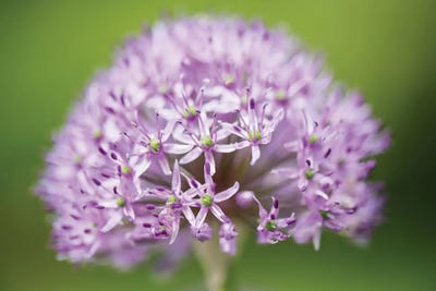 Exquisite by David Gardiner framed canvas print