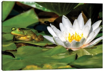 Frog on a Pad Canvas Art Print - Zen Garden