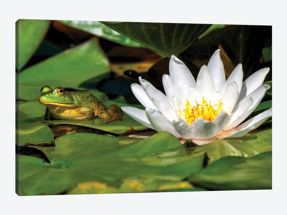 Frog on a Pad by David Gardiner 1-piece Canvas Wall Art