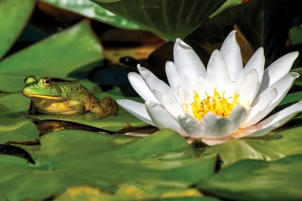 David Gardiner: Frog on a Pad by David Gardiner