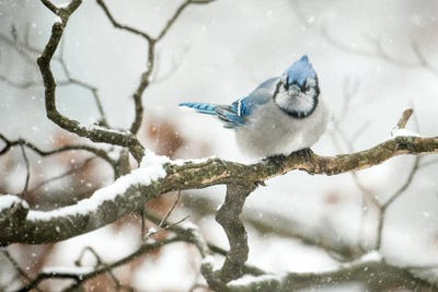 Cold Jay by David Gardiner framed canvas print