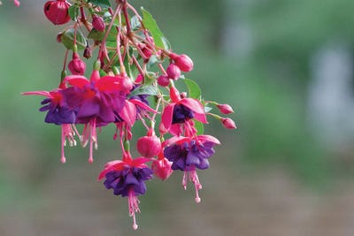 Hanging Beauty by David Gardiner framed canvas print