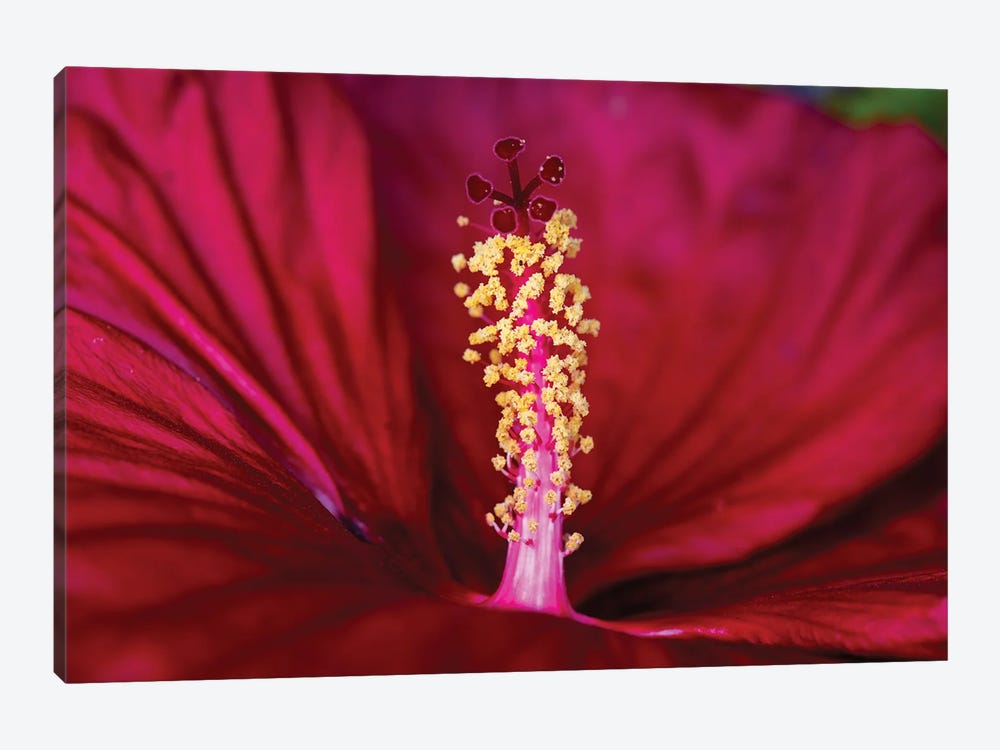 In a sea of Red 1-piece Canvas Print
