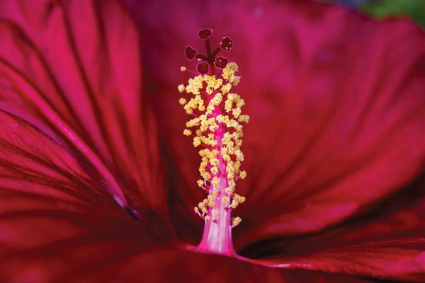 Floral Close-Ups: In a sea of Red by David Gardiner