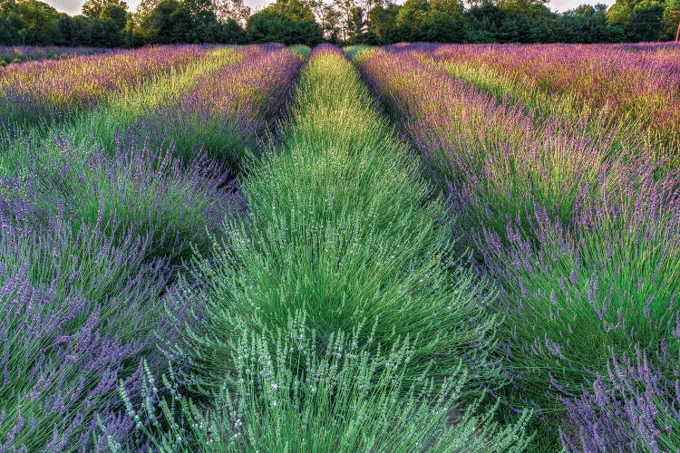 Lavender Farm by David Gardiner wall art