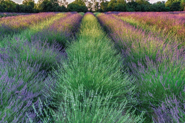 David Gardiner: Lavender Farm by David Gardiner