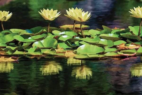 David Gardiner: Lilly Pond by David Gardiner