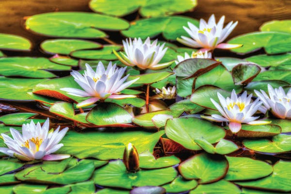 Water Lilies: Lilly Six by David Gardiner