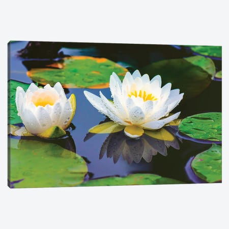 Lovely Lilly Canvas Print #DVG198} by David Gardiner Canvas Art