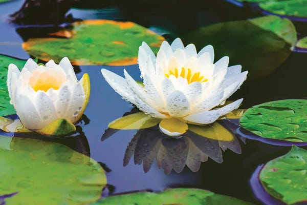 David Gardiner: Lovely Lilly by David Gardiner