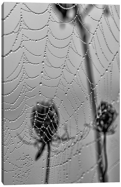 Morning Pearls Canvas Art Print - Spider Art