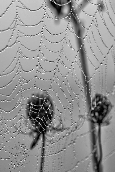Spiders: Morning Pearls by David Gardiner