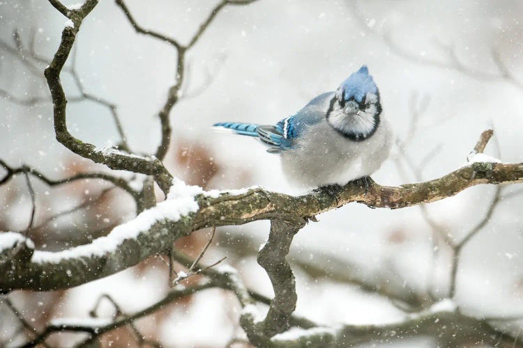 Cold Jay