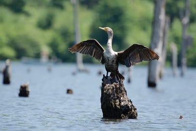 Airing it out by David Gardiner framed canvas print