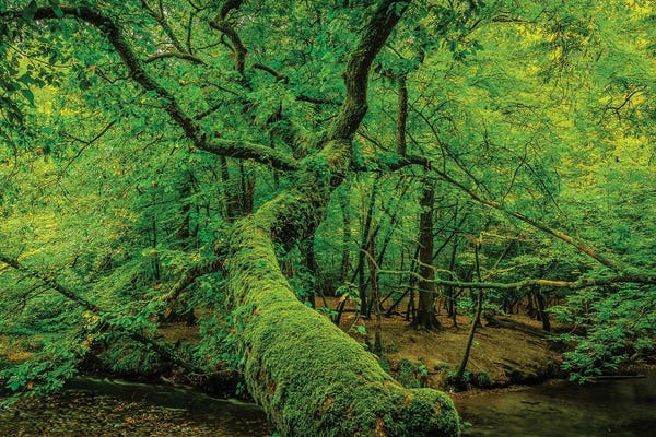 David Gardiner: Old Green by David Gardiner