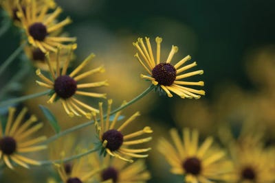 Reaching Out by David Gardiner art print