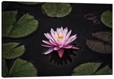 Solo Lilly Canvas Art Print - Lily Art