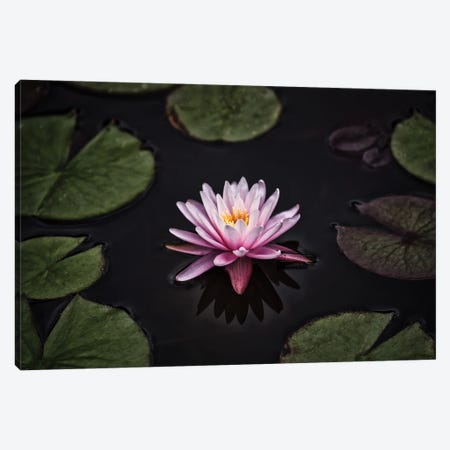 Solo Lilly Canvas Print #DVG202} by David Gardiner Canvas Art