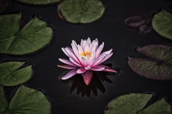 Water Lilies: Solo Lilly by David Gardiner