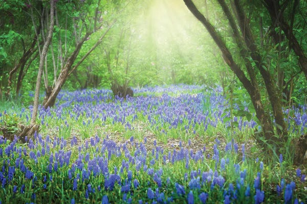 David Gardiner: Sunlit Blue by David Gardiner