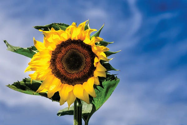 Sunny Sky