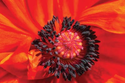 Up Close by David Gardiner framed canvas print