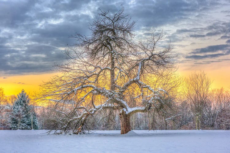 Apple Tree Winter