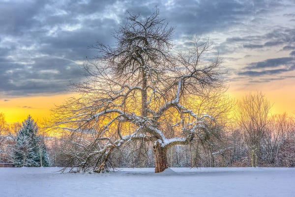 Apple Trees: Apple Tree Winter by David Gardiner