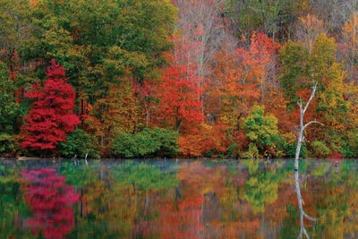 Autumn Scene by David Gardiner framed canvas print