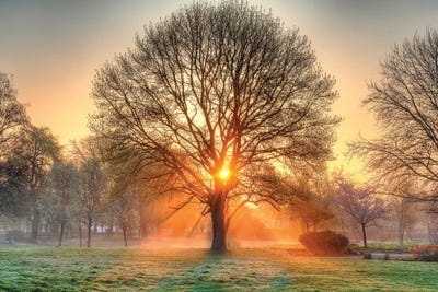 Basking in the Glow by David Gardiner canvas print