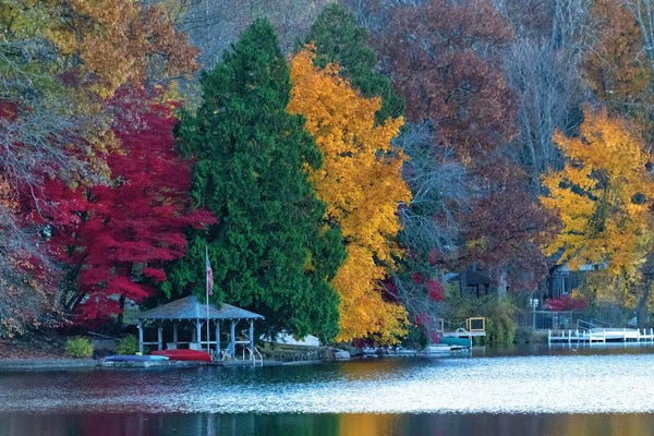 Trees: Cupsaw Gazebo by David Gardiner
