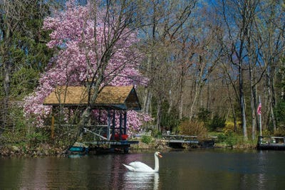Cupsaw Spring by David Gardiner framed canvas print