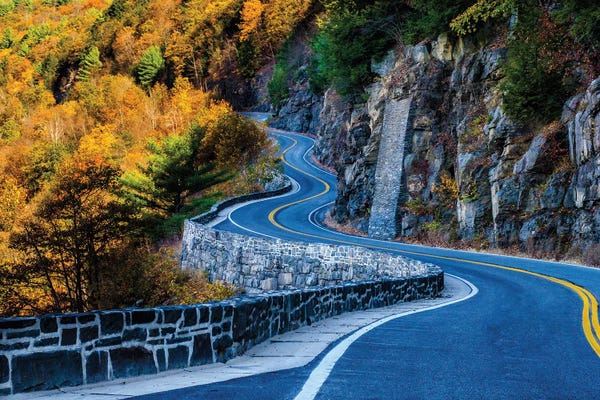 Trees: Curves by David Gardiner