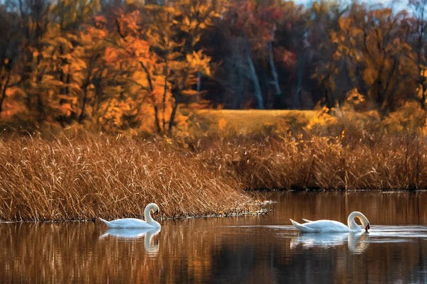 Trees: Fall Duet by David Gardiner