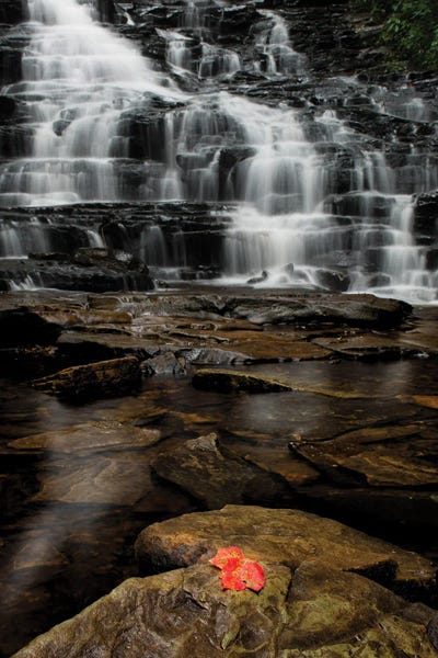 Fall Herald by David Gardiner framed canvas print
