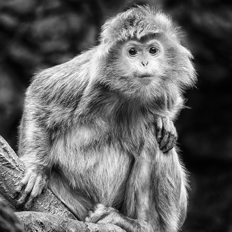 Curious by David Gardiner wall art