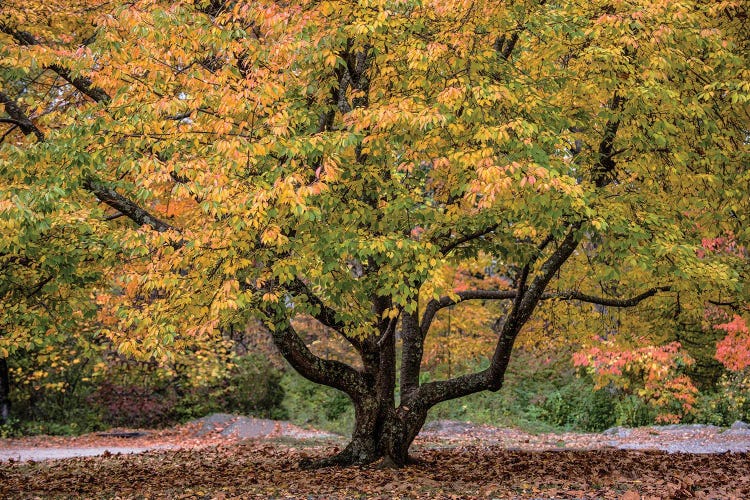 Full Foliage by David Gardiner wall art