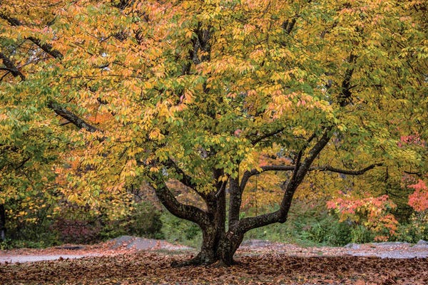 Trees: Full Foliage by David Gardiner