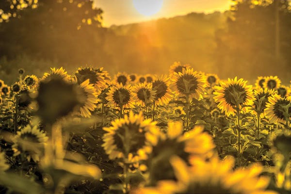 Photography: Into the Sun by David Gardiner