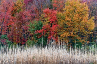 Jersey Colors by David Gardiner framed canvas print