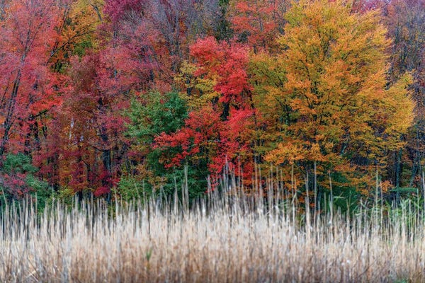 David Gardiner: Jersey Colors by David Gardiner