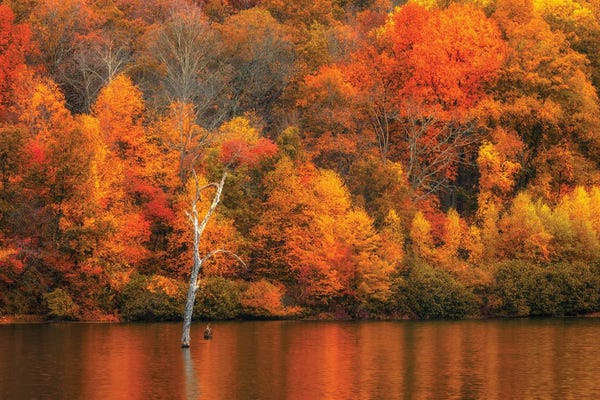 David Gardiner: Jersey Fall by David Gardiner