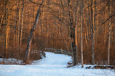 Long Pond Path by David Gardiner framed canvas print