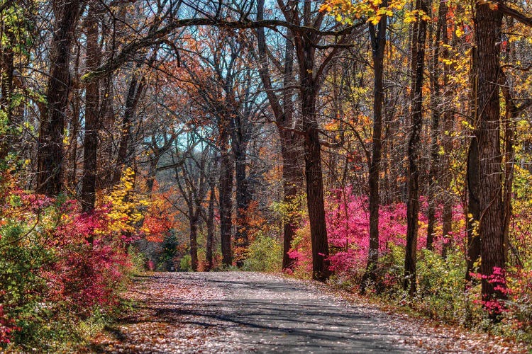 Manor Trail by David Gardiner wall art