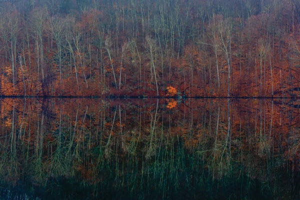 David Gardiner: Mirrored Fall by David Gardiner