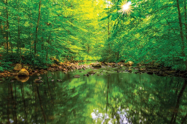 Morning Pond by David Gardiner wall art