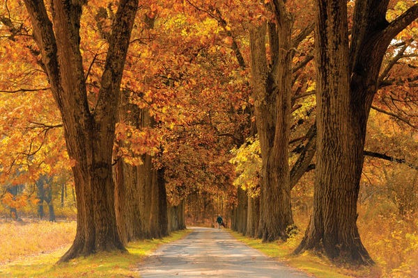 Oak Trees: Oak Alley Fall by David Gardiner