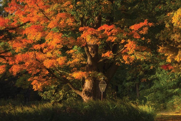Oak Trees: Old Oak by David Gardiner