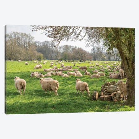 Salisbury Sheep Canvas Print #DVG266} by David Gardiner Art Print
